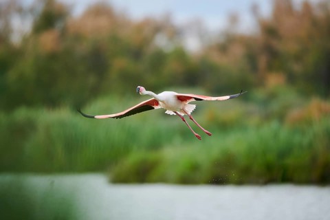 Greater Flamingo (Phoenicopterus roseus), starting from the water, Parc Naturel Regional de