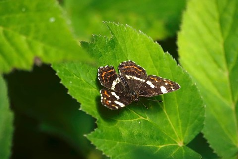 Map Butterfly (Araschnia levana, July, Saxony, Germany