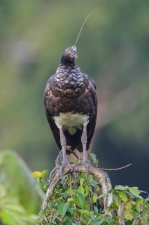 Horned Screamer (Anhima cornuta) perched on a branch in Manu National Park, Peru