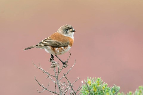 Chestnut-breasted Whiteface (Aphelocephala pectoralis), South Australia, Australia