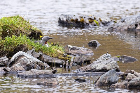 Red-throated diver (Gavia stellata), adult bird sitting on the nest, Varanger, Finnmark, Norway