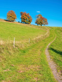Hiking trail at Wiedener Eck, dirt road through meadows with old beech trees in full autumn colors,