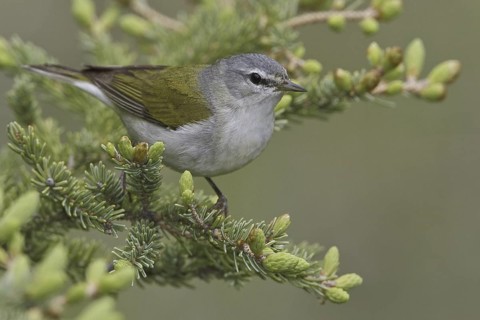 Tennessee Warbler (Leiothlypis peregrina), Manitoba, Canada