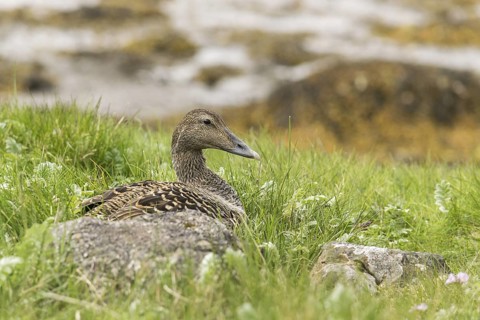 Common Eider (Somateria mollissima) female, Iceland