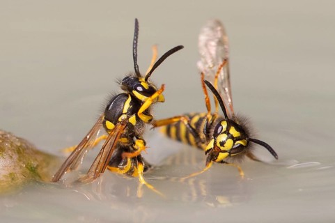 Wasps (Vespinae), Vechta, Lower Saxony, Germany