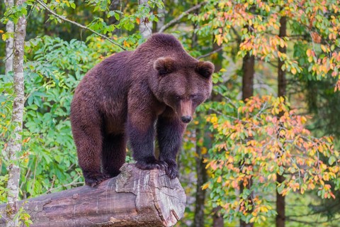 A young male Eurasian brown bear (Ursus arctos arctos) stands on a rotting log lying on the ground