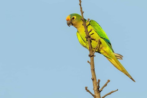 Peach-fronted Parakeet (Eupsittula aurea) perched on a branch in the Pantanal region of Brazil
