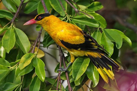 Black-naped Oriole (Oriolus chinensis), Malaysia