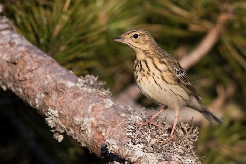 Tree Pipit - Baumpieper - Anthus trivialis ssp. trivialis, Germany