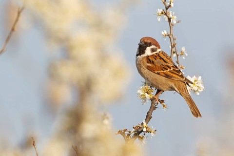 Eurasian Tree Sparrow (Passer montanus), Lake Neusiedl, Austria