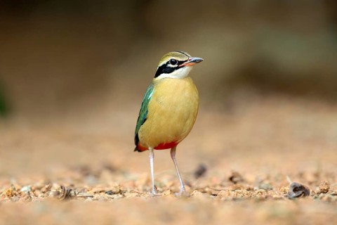 Indian Pitta (Pitta brachyura) perched on the ground, Kerala, India