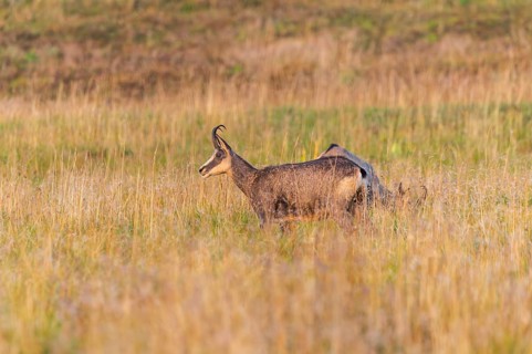 Chamois (Rupicapra rupicapra) on a meadow in the Vosges Mountains, wildlife, France
