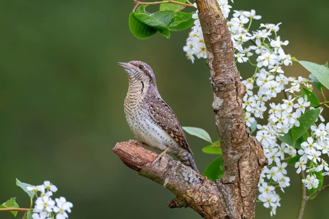 Eurasian wryneck (Jynx torquilia), Limbach, Burgenland, Austria