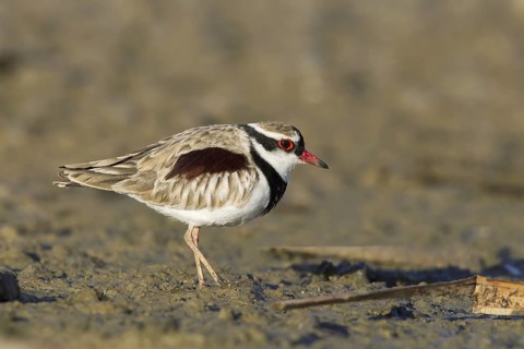 Black-fronted Dotterel (Elseyornis melanops), Victoria, Australia