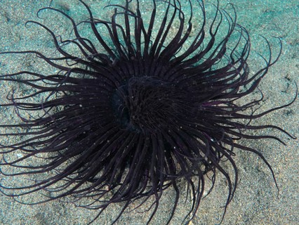 Long-limbed black cylindrical rose arranged radially on sandy bottom, dive site Puri Jati,