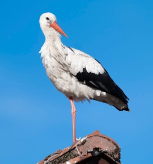 White stork (Ciconia ciconia) standing on the roof of a house, blue sky, Lower Saxony, Germany