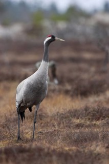 Common Crane (Grus grus), Sweden