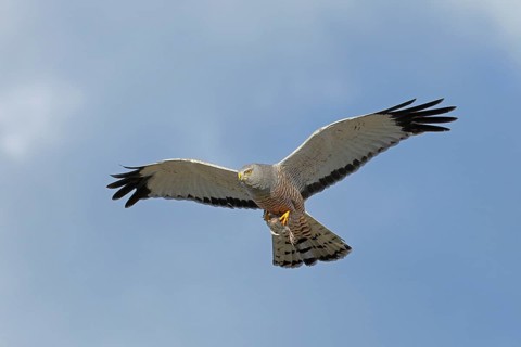 Grauweihe, lat. Circus cinereus, Männchen im Flug am Wolkenhimmel mit Beutevogel
