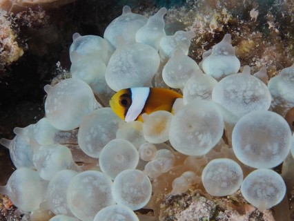 Red sea anemonefish juvenile (Amphiprion bicinctus juvenil)