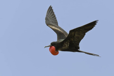 Great Frigatebird (Fregata minor), Hawaii, USA