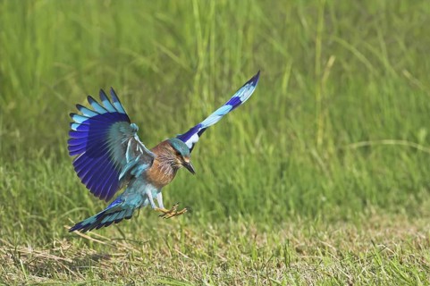Indian Roller (Coracias benghalensis) flying, Oman