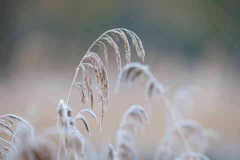 Reed (Phragmites australis), Germany