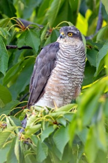 Eurasian sparrowhawk (Accipiter nisus), Rhein-Pfalz-Kreis, Neuhofen, Rhineland-Palatinate, Germany