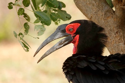 Southern Ground Hornbill (Bucorvus leadbeateri) female, Kruger National Park, South Africa
