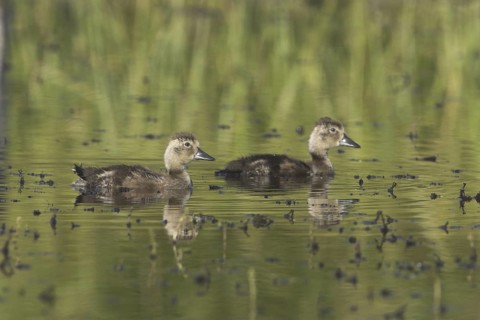 American Black Duck (Anas rubripes) chick, Alberta, Canada