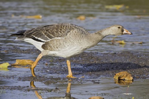 Greater White-fronted Goose (Anser albifrons), British Columbia, Canada