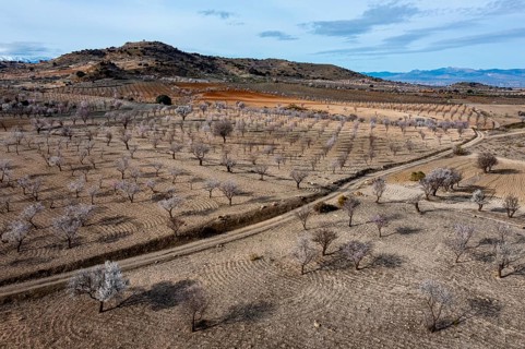 Aerial view, blossoming almond trees, plantation, Andalusia, Spain