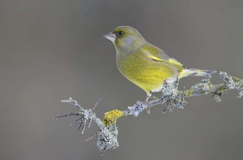 European Greenfinch (Chloris chloris) male, Saxony, Germany