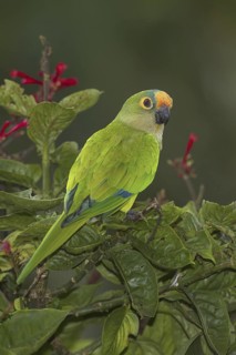 Peach-fronted Parakeet (Eupsittula aurea), Mato Grosso do Sul, Brazil