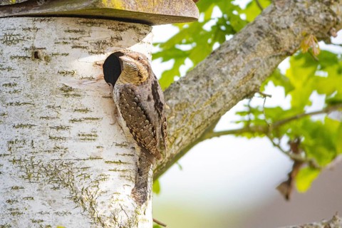 Eurasian wryneck (Jynx torquilla) Germany