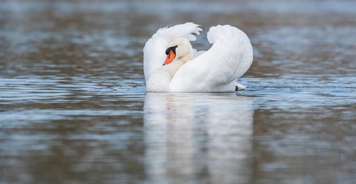 Mute swan (Cygnus olor) swimming in an imposing pose on a pond, Thuringia, Germany