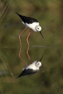 Black-winged Stilt (Himantopus himantopus), Castile-La Mancha, Spain