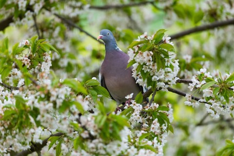 Wood Pigeon (Columba palumbus), adult bird, perched in a flowering cherry tree, Hesse, Germany