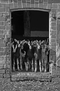 Goats (Capra aegagrus f. hircus) . Goat lambs in front of a stable door, organic farm, black and