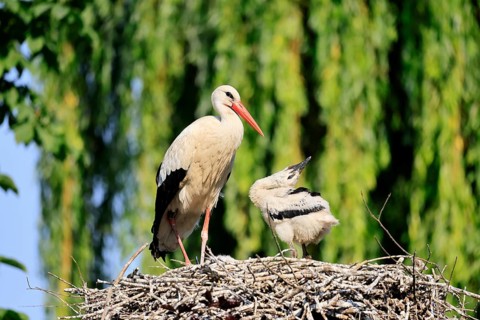 White stork (Ciconia ciconia), adult, juvenile, chick, nest, Heidelberg, Germany