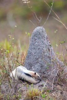 Southern tamandua (Tamandua tetradactyla) Pantanal Brazil