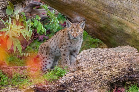 One Eurasian lynx, (Lynx lynx), stands with its front paws perched on a lying tree trunk, looking