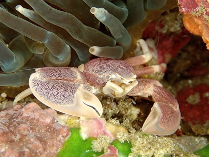 Spotted porcelain crayfish (Neopetrolisthes maculatus)