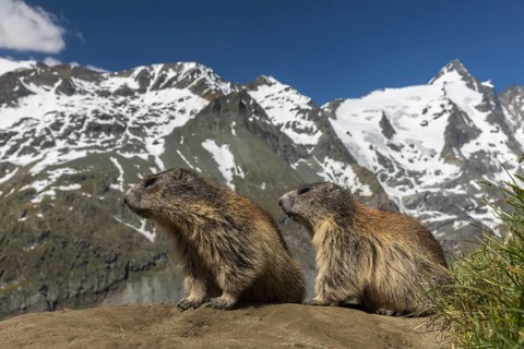 Two Alpine Marmot, Marmota marmota, resting in front of his den. Grossglockner mountain with blue