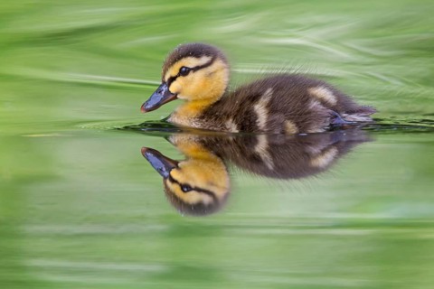Mallard, chick, juvenile, baby duck, swims in the water, sideways, (Anas platyrhynchos), female,