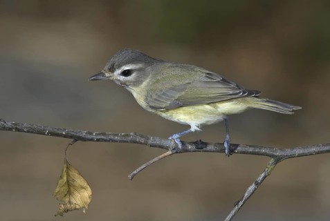 Warbling Vireo (Vireo gilvus), British Columbia, Canada