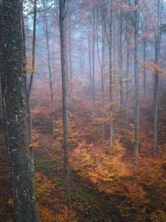 Mystical forest in autumn mist with orange leaves and mossy ground, Gechingen, Black Forest,