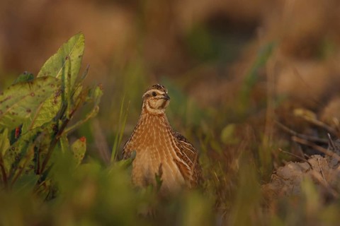 Common Quail (Coturnix coturnix), Mallorca, Spain