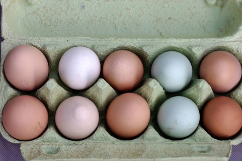 Egg, egg carton, ten, different colors, Easter, fresh