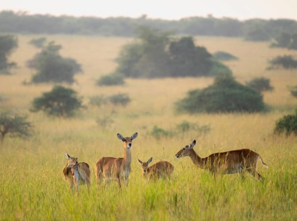 Ugandan antelope (Kobus thomasi) also known as Uganda kob, several females, Murchison Falls
