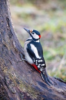 Great spotted woodpecker (Dendrocopus major) ml Germany